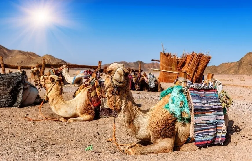 5 Nights & 6 Days Dubai Tour Package